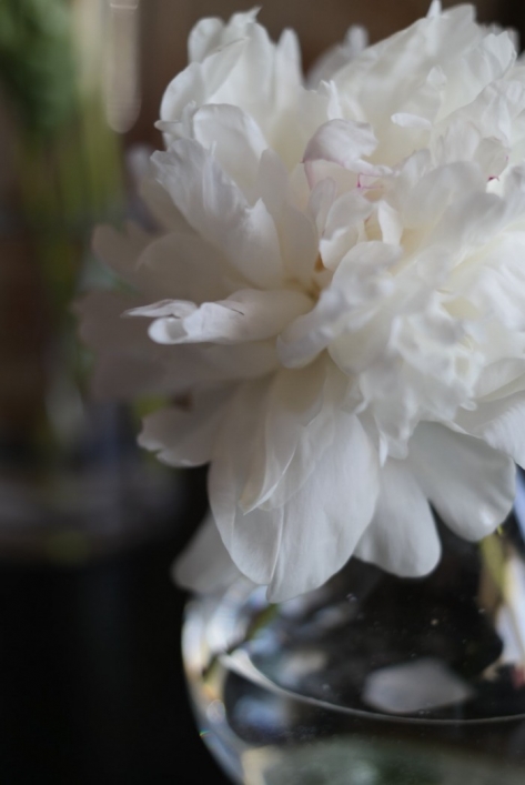 floral peony flower